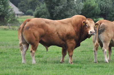 stieren-bij-broeders